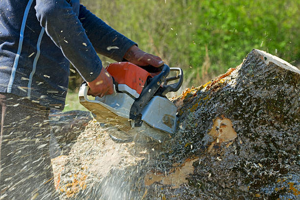 Best Hazardous Tree Removal  in Las Animas, CO